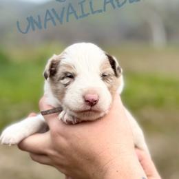 Jake - Red merle male Border Collie puppy in Sanger, California from Flying M Cactus Ranch Buddies