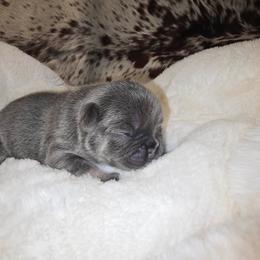 June - Blue female French Bulldog puppy in Waitts Lake, Washington from Best Friend standard Frenchies