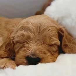 Goldendoodle and Poodle Puppies from Poodlely