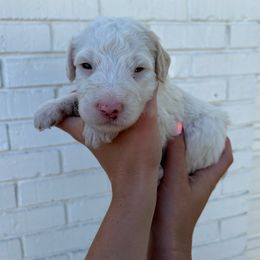 Sheepadoodle Puppies from Jonsies Pups