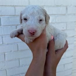 Sheepadoodle Puppies from Jonsies Pups