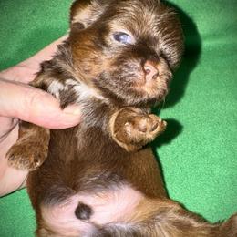 Liver Male Jordie - Liver male Shih Tzu puppy in North Central Oregon, Oregon from T-Amore Shih Tzu