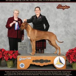 Rhodesian Ridgeback All Grown Up from Elizabeth Lane's Rhodesian Ridgebacks