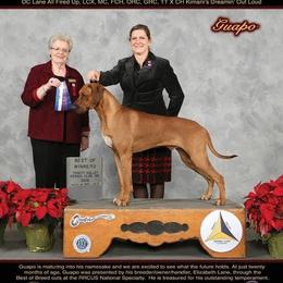 Rhodesian Ridgeback All Grown Up from Elizabeth Lane's Rhodesian Ridgebacks