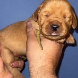 Malibu - Yellow female Labrador Retriever puppy in Seneca, Pennsylvania from Barrett Farm Labradors
