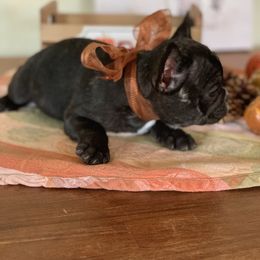 Boston Terrier, Companion Cross, and French Bulldog Puppies from High Plains French Bulldogs,Boston Terriers and Frenchtons.