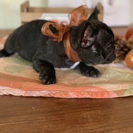 Boston Terrier, Companion Cross, and French Bulldog Puppies from High Plains French Bulldogs,Boston Terriers and Frenchtons.