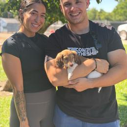Henry (Cheddar) - Cream male Dachshund puppy in Lincoln, California from ForeversEdge Doxies