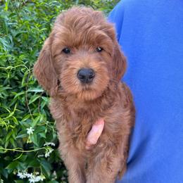 Red - Red  male Goldendoodle puppy in Indian Trail, North Carolina from Castleberry Doodles and Poodles