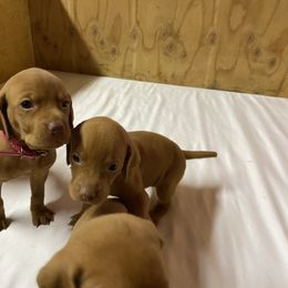 Vizsla Puppies from Waterfall Ranch Hungarian Vizslas