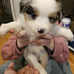 Miniature Australian Shepherd Puppies from Carter's Cuties