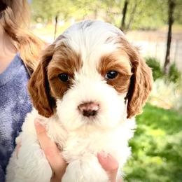 Boy 1 Zeus - Blenheim male Cavapoo puppy in Bountiful, Utah from PJs Puppy Love