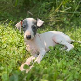 Sky - White and blue male Italian Greyhound puppy in Wilkes Barre, Pennsylvania from Laraz Pupz