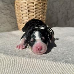 Shadow - Black and white male Bernedoodle puppy in Moreno Valley, California from Ayy_Doodles
