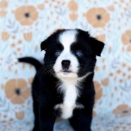 Rose - Black & white female Toy Australian Shepherd puppy in Liberty Hill, Texas from Pistol Paws Aussies
