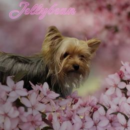 Jellybean - Yorkshire Terrier