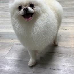 Luciana - Pomeranian