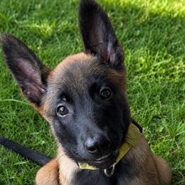 Adorable Female Malinois - Fawn sable female Belgian Malinois puppy in Irmo, Texas from Kaizen Ruach Malinois