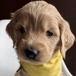 Yellow Girl - Apricot female Goldendoodle puppy in Lebanon, Pennsylvania from Homespundoodles