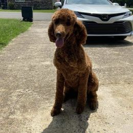 Tammy Faye - Poodle