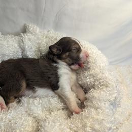 Australian Shepherd Puppies from Firelight Australian Shepherds