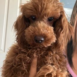 Sir Garth - Red  male Poodle puppy in Southern,, California from Maltipoo Tiny Pups & More