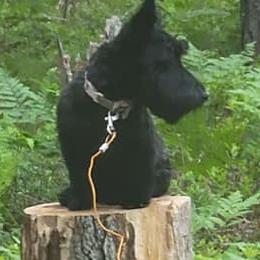 Scottish Terriers from Stefany Farm of Happiness