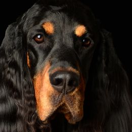 Gordon Setter All Grown Up from Dreamcatcher Kennel