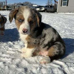 Boy 3 - Blue merle and white male American Corgi puppy in Portland, North Dakota from Sliding stop corgis