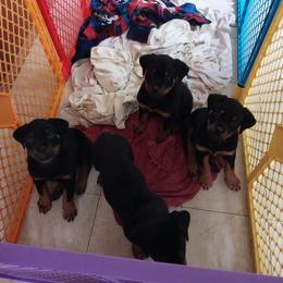 Rottweiler Puppies from G.M. Rottweilers "OHIO"