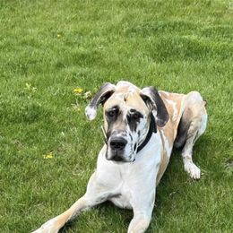 Great Dane All Grown Up from Bauman Great Danes