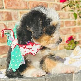 Hope - Tri-color female Bernedoodle puppy in Sherman, Illinois from Shirl Doodle Life