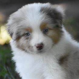 Archer - Red merle male Australian Shepherd puppy in Easton, Missouri from MMA Kennel