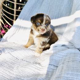 Pumpkin - Red merle female Miniature Australian Shepherd puppy in Marysville, Indiana from New Market Aussies