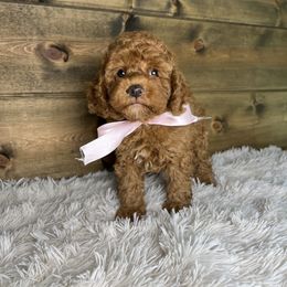 Scarlett - Red female Cockapoo puppy in Middlebury, Indiana from Pine Grove Canines