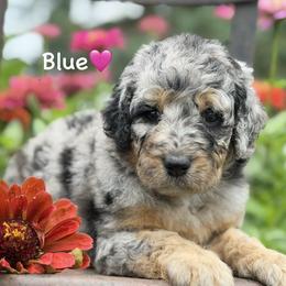 Blue - Blue merle female Aussiedoodle puppy in Lancaster, Minnesota from Finney Ranch