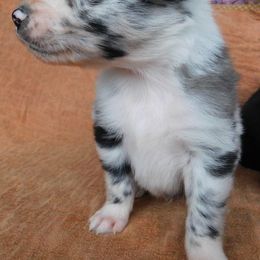 Australian Shepherd Puppies from Wagon Wheel Aussies