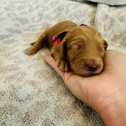 Hot Pink - female Golden Mountain Doodle puppy in Leander, Texas from Olive Grove Doodles