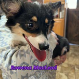 Rowena MacLeod (Fluffy) - Black and tan female Pembroke Welsh Corgi puppy in Olathe, Colorado from Rocking LJ Breeding