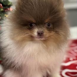 Coby - Tri-colored male Pomeranian puppy in New Lenox, Illinois from Illinois Poms