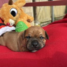 Surtr - Fawn and white male Staffordshire Bull Terrier puppy in Houston, Texas from Breaking Bad Staffords