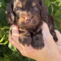 Bernedoodle, Cavapoo, and Goldendoodle Puppies from Adored Poodle & Doodles