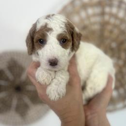 Cedar - Parti female Goldendoodle puppy in S AI Nt John, Indiana from Lulu's Goldendoodles