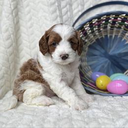 Daisy - Blenheim female Cavapoo puppy in Orrstown, Pennsylvania from Pawfect Fur Friends