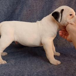 Pup 3 Black - White and brindle male American Bulldog puppy in Christiansburg, Virginia from Iron Will American Bulldogs
