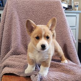 Pembroke Welsh Corgi Puppies from Seegrist Family Puppies