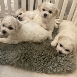 Bichon Frise puppies from Luna Llena Bichons