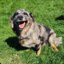 Australian Shepherd All Grown Up from 3am Riot Ranch