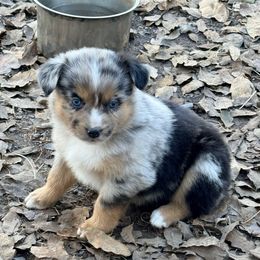 Tater - Blue merle male Miniature Australian Shepherd puppy in North Lakeport, California from Wild Rose Ranch