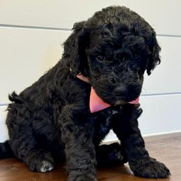 Girl 3 - female Labradoodle puppy in Liberty Hill, Texas from Martin Family Doodle